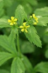 Large-leaved Avens blossoms & foliage