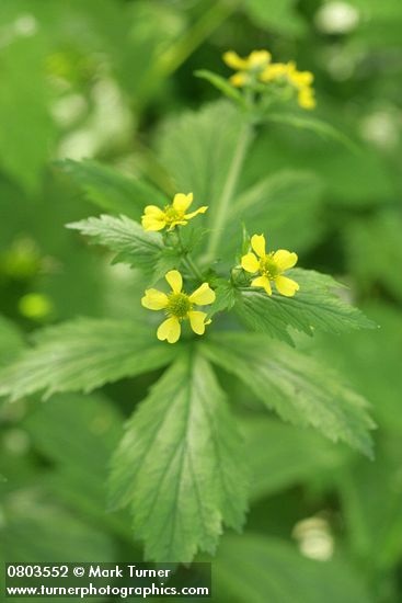 Geum macrophyllum