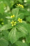 Large-leaved Avens blossoms & foliage