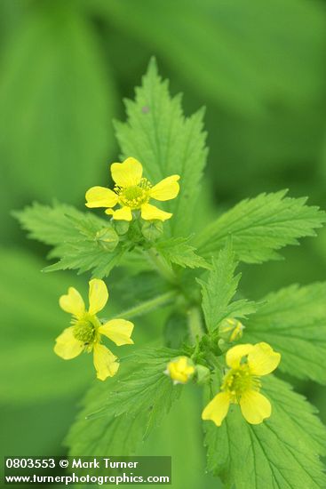 Geum macrophyllum