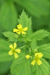 Large-leaved Avens blossoms & foliage