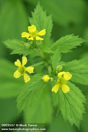 Geum macrophyllum