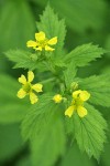 Large-leaved Avens blossoms & foliage