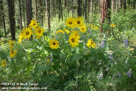 Balsamorhiza sagittata; Lupinus wyethii; Pinus ponderosa