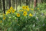 Arrow-leaf Balsamroot & Wyeth's Lupines under Ponderosa Pines