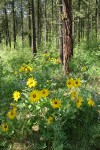 Arrow-leaf Balsamroot & Wyeth's Lupines under Ponderosa Pines