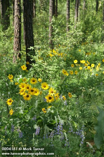 Balsamorhiza sagittata; Lupinus wyethii; Pinus ponderosa