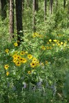 Arrow-leaf Balsamroot & Wyeth's Lupines under Ponderosa Pines