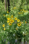 Arrow-leaf Balsamroot & Wyeth's Lupines