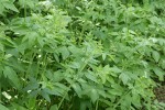 Western Sweet Cicely