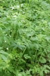 Western Sweet Cicely
