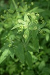 Western Sweet Cicely