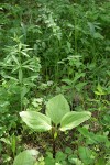 Roundleaf Trillium w/ Lily foliage bkgnd