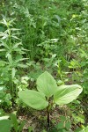 Roundleaf Trillium w/ Lily foliage bkgnd