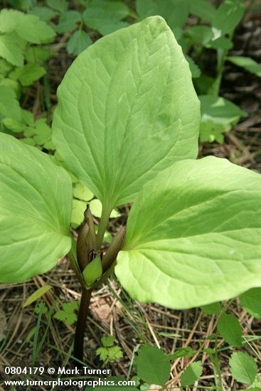 Trillium petiolatum