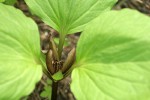 Roundleaf Trillium