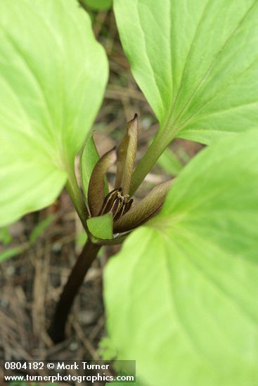 Trillium petiolatum