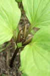 Roundleaf Trillium