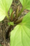 Roundleaf Trillium blossom