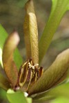 Roundleaf Trillium blossom detail