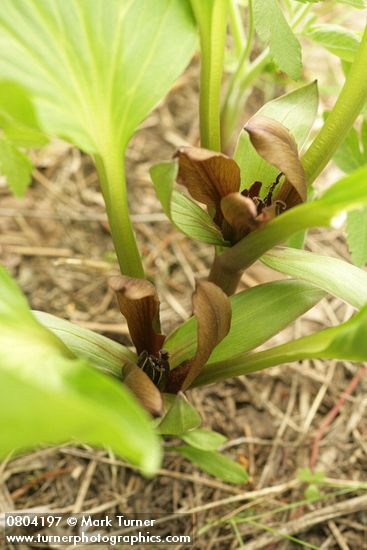 Trillium petiolatum