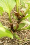 Roundleaf Trilliums