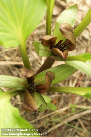 Trillium petiolatum