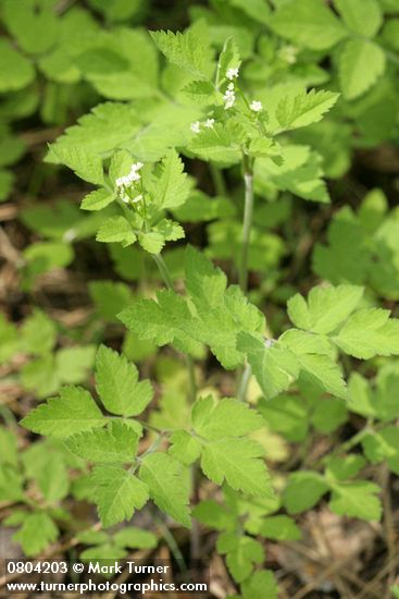 Osmorhiza berteroi (O. chilensis)