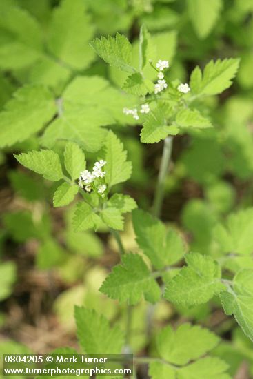 Osmorhiza berteroi (O. chilensis)