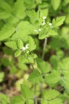 Mountain Sweet Cicely