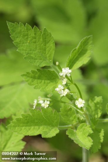 Osmorhiza berteroi (O. chilensis)