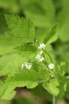 Mountain Sweet Cicely blossoms & foliage detail