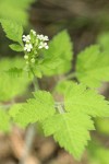 Mountain Sweet Cicely blossoms & foliage detail