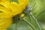 Arrow-leaf Balsamroot blossoms underside detail