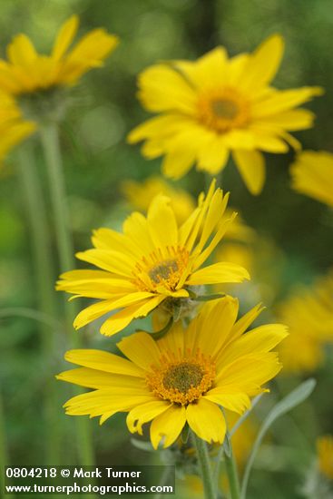 Balsamorhiza sagittata