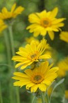 Arrow-leaf Balsamroot blossoms