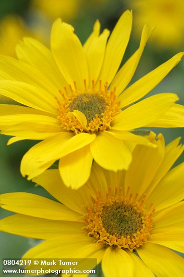 Balsamorhiza sagittata