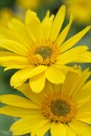 Arrow-leaf Balsamroot blossoms detail