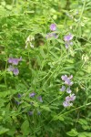 American Vetch