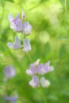 American Vetch blossoms