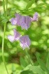 American Vetch blossoms