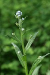 Blue Stickseed blossoms & foliage