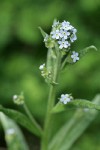Blue Stickseed blossoms & foliage detail