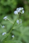 Blue Stickseed blossoms & foliage detail