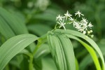 Star Solomon's Seal blossoms & foliage