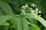 Star Solomon's Seal blossoms & foliage