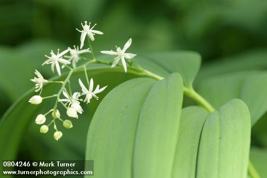 Maianthemum stellatum (Smilacina stellata)