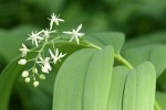 Star Solomon's Seal blossoms & foliage