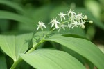 Star Solomon's Seal blossoms & foliage