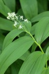 Star Solomon's Seal blossoms & foliage